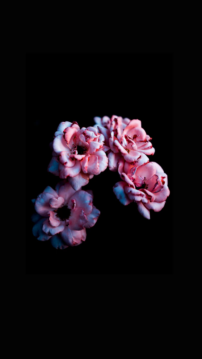 Eleganica Pro